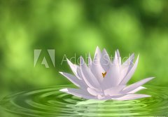 Fototapeta184 x 128  Floating waterlily, 184 x 128 cm