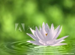 Samolepka flie 270 x 200, 41172939 - Floating waterlily