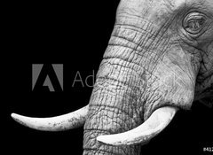 Fototapeta vliesov 100 x 73, 41216080 - African Elephant Close Up