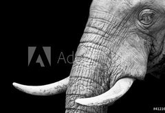 Samolepka flie 145 x 100, 41216080 - African Elephant Close Up