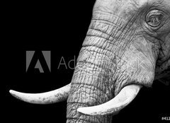 Fototapeta plátno 160 x 116, 41216080 - African Elephant Close Up - Africký slon zblízka