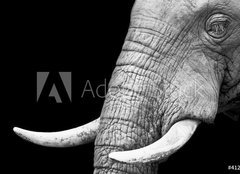 Fototapeta254 x 184  African Elephant Close Up, 254 x 184 cm