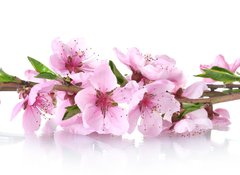 Samolepka flie 100 x 73, 41227262 - beautiful pink peach blossom isolated on white - krsn rov broskvov kvt izolovanch na blm