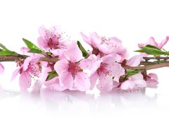 Fototapeta papr 184 x 128, 41227262 - beautiful pink peach blossom isolated on white - krsn rov broskvov kvt izolovanch na blm