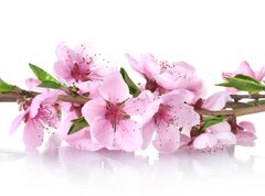 Samolepka flie 270 x 200  beautiful pink peach blossom isolated on white, 270 x 200 cm