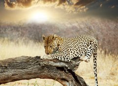 Fototapeta240 x 174  Leopard, 240 x 174 cm