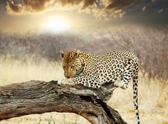 Fototapeta pltno 330 x 244, 41251852 - Leopard