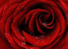Samolepka flie 100 x 73, 41252585 - Red rose closeup - erven re detailn