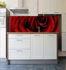 Fototapeta do kuchyn flie 180 x 60, 41252585 - Red rose closeup - erven re detailn