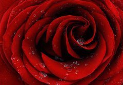 Fototapeta papr 184 x 128, 41252585 - Red rose closeup - erven re detailn