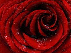 Samolepka flie 270 x 200, 41252585 - Red rose closeup