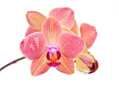 Fototapeta vliesov 100 x 73, 41466229 - Pink orchid