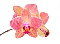 Samolepka flie 100 x 73, 41466229 - Pink orchid