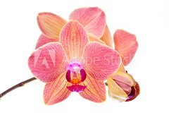 Fototapeta pltno 174 x 120, 41466229 - Pink orchid