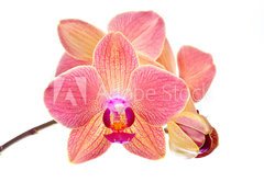 Fototapeta pltno 174 x 120, 41466229 - Pink orchid - Rov orchidej