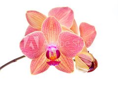 Fototapeta papr 254 x 184, 41466229 - Pink orchid