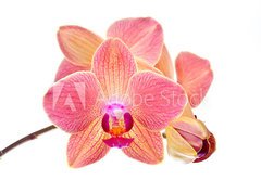 Fototapeta vliesov 270 x 200, 41466229 - Pink orchid - Rov orchidej