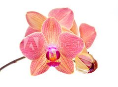 Fototapeta papr 360 x 266, 41466229 - Pink orchid