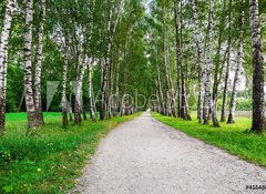 Samolepka flie 100 x 73, 41548015 - path in birch forest - cesta v bezovm lese