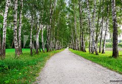 Samolepka flie 145 x 100, 41548015 - path in birch forest - cesta v bezovm lese