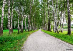 Fototapeta184 x 128  path in birch forest, 184 x 128 cm