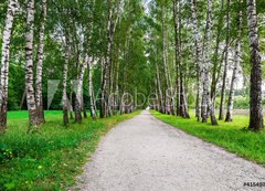 Fototapeta vliesov 200 x 144, 41548015 - path in birch forest - cesta v bezovm lese