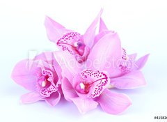 Fototapeta vliesov 100 x 73, 41582656 - beautiful pink orchid against blue background