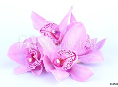 Fototapeta pltno 330 x 244, 41582656 - beautiful pink orchid against blue background
