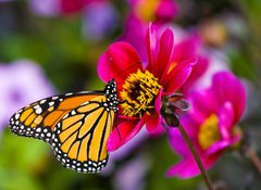 Samolepka flie 100 x 73, 41610783 - Monarch Butterfly - Monarch motl