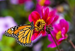 Samolepka flie 145 x 100, 41610783 - Monarch Butterfly