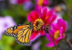 Fototapeta184 x 128  Monarch Butterfly, 184 x 128 cm