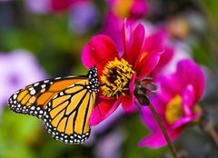 Fototapeta pltno 240 x 174, 41610783 - Monarch Butterfly - Monarch motl