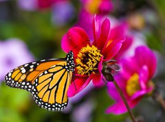 Fototapeta vliesov 270 x 200, 41610783 - Monarch Butterfly - Monarch motl