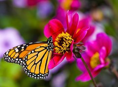 Fototapeta pltno 330 x 244, 41610783 - Monarch Butterfly - Monarch motl