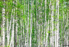 Fototapeta vliesov 145 x 100, 41678532 - Birch forest. May