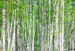 Fototapeta174 x 120  Birch forest. May, 174 x 120 cm
