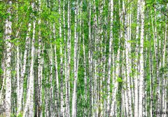 Fototapeta papr 184 x 128, 41678532 - Birch forest. May - Birch les. Smt