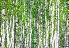 Fototapeta papr 184 x 128, 41678532 - Birch forest. May