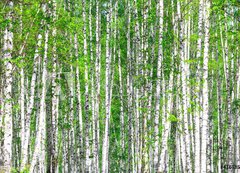 Samolepka flie 200 x 144, 41678532 - Birch forest. May - Birch les. Smt