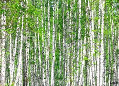 Fototapeta pltno 240 x 174, 41678532 - Birch forest. May - Birch les. Smt