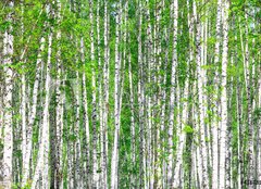 Fototapeta240 x 174  Birch forest. May, 240 x 174 cm