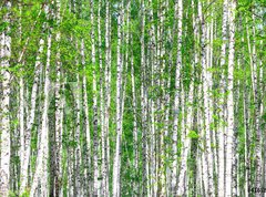Samolepka flie 270 x 200, 41678532 - Birch forest. May