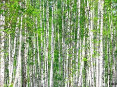Samolepka flie 270 x 200, 41678532 - Birch forest. May - Birch les. Smt