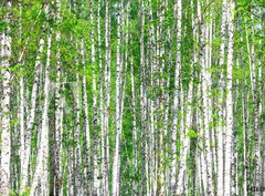 Fototapeta pltno 330 x 244, 41678532 - Birch forest. May