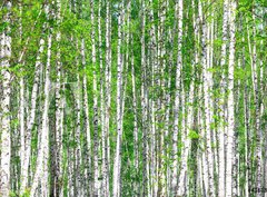 Fototapeta papr 360 x 266, 41678532 - Birch forest. May