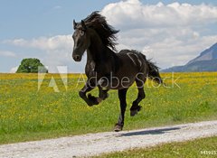 Samolepka flie 100 x 73, 41915305 - Friese - Friesian