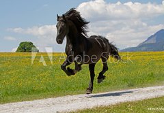 Samolepka flie 145 x 100, 41915305 - Friese - Friesian