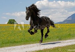 Fototapeta papr 184 x 128, 41915305 - Friese - Friesian