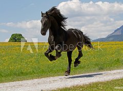 Samolepka flie 270 x 200, 41915305 - Friese - Friesian