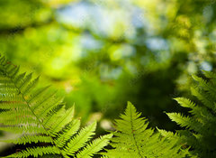 Samolepka flie 100 x 73, 419413555 - Green fresh fern leafs in a forest with trees in the background and a blue sky - Zelen erstv kapradinov listy v lese se stromy v pozad a modrou oblohou